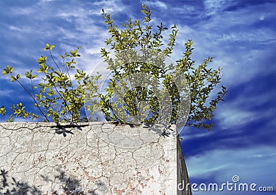 Lonely green bush on the concrete wall Stock Photo